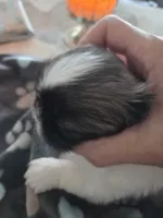 Buddy, a male Pekingese for sale in Donna, TX – Photo 1 of 2