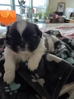 Buddy, a male Pekingese for sale in Donna, TX – Photo 2 of 2