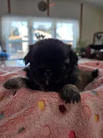 Lovie, a female Pekingese for sale in Donna, TX – Photo 1 of 2