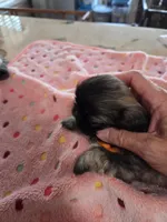 Lovie, a female Pekingese for sale in Donna, TX – Photo 2 of 2