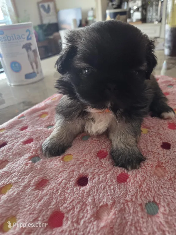 Lovie – Pekingese puppy for sale in Donna, TX