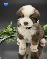 Dark Blue Collar, a male Bernese Mountain Dog and Saint Bernard for sale in Columbus, US – 2 of 10