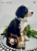 Gray, a male Bernese Mountain Dog for sale in Columbus, US – Photo 6 of 10