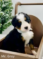 Gray, a male Bernese Mountain Dog for sale in Columbus, US – Photo 2 of 10