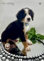 Gray, a male Bernese Mountain Dog for sale in Columbus, US – Photo 4 of 10