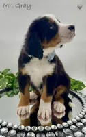 Gray, a male Bernese Mountain Dog for sale in Columbus, US – Photo 7 of 10