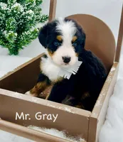 Gray, a male Bernese Mountain Dog for sale in Columbus, US – Photo 5 of 10