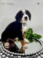 Gray, a male Bernese Mountain Dog for sale in Columbus, US – Photo 3 of 10