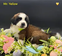 Yellow Collar, a male Saint Bernard for sale in Columbus, US – Photo 6 of 10