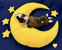 Yellow Collar, a male Saint Bernard for sale in Columbus, US – Photo 4 of 10