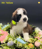 Yellow Collar, a male Saint Bernard for sale in Columbus, US – Photo 8 of 10