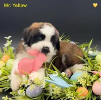 Yellow Collar, a male Saint Bernard for sale in Columbus, US – Photo 7 of 10