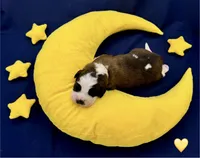 Yellow Collar, a male Saint Bernard for sale in Columbus, US – Photo 3 of 10