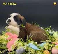 Yellow Collar, a male Saint Bernard for sale in Columbus, US – Photo 10 of 10