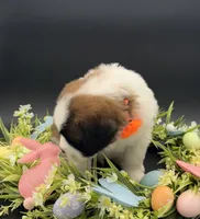 Yellow Collar, a male Saint Bernard for sale in Columbus, US – Photo 5 of 10