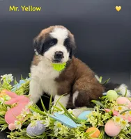Yellow Collar, a male Saint Bernard for sale in Columbus, US – Photo 9 of 10