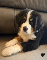 Black Collar , a male Bernese Mountain Dog for sale in Kingston, OH – 8 of 8