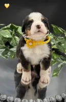 Yellow Collar, a male Bernese Mountain Dog for sale in Columbus, US – 6 of 10