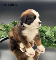 Black Collar, a female Bernese Mountain Dog and Saint Bernard for sale in Columbus, US – Photo 7 of 10