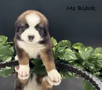 Black Collar, a female Bernese Mountain Dog and Saint Bernard for sale in Columbus, US – Photo 6 of 10