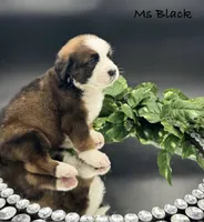 Black Collar, a female Bernese Mountain Dog and Saint Bernard for sale in Columbus, US – Photo 10 of 10
