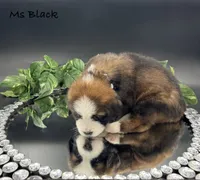 Black Collar, a female Bernese Mountain Dog and Saint Bernard for sale in Columbus, US – Photo 5 of 10