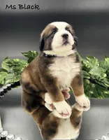 Black Collar, a female Bernese Mountain Dog and Saint Bernard for sale in Columbus, US – Photo 8 of 10