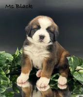 Black Collar, a female Bernese Mountain Dog and Saint Bernard for sale in Columbus, US – Photo 1 of 10