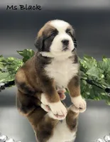 Black Collar, a female Bernese Mountain Dog and Saint Bernard for sale in Columbus, US – Photo 3 of 10