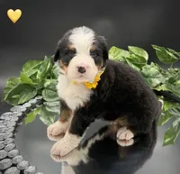 Yellow Collar, a male Bernese Mountain Dog for sale in Columbus, US – 5 of 10