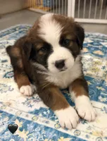 Black Collar, a female Bernese Mountain Dog and Saint Bernard for sale in Columbus, US – 9 of 9