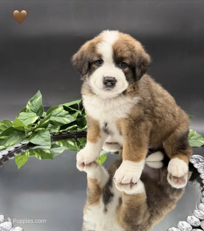 Brown Collar – Bernese Mountain Dog, Saint Bernard puppy for sale in Columbus, OH, US