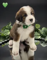 Green Collar, a male Bernese Mountain Dog and Saint Bernard for sale in Columbus, US – 4 of 10