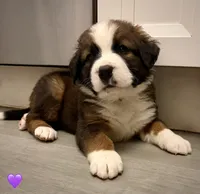 Purple Collar, a female Bernese Mountain Dog and Saint Bernard for sale in Columbus, US – 4 of 8