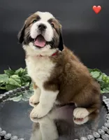 Red Collar, a female Bernese Mountain Dog and Saint Bernard for sale in Kingston, OH – 5 of 10