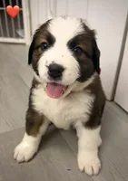 Red Collar, a female Bernese Mountain Dog and Saint Bernard for sale in Columbus, US – 4 of 9