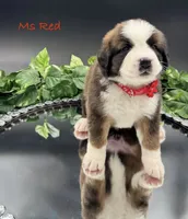 Red Collar, a female Bernese Mountain Dog and Saint Bernard for sale in Columbus, US – Photo 4 of 10