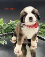 Red Collar, a female Bernese Mountain Dog and Saint Bernard for sale in Columbus, US – Photo 6 of 10