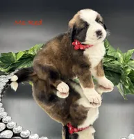 Red Collar, a female Bernese Mountain Dog and Saint Bernard for sale in Columbus, US – Photo 3 of 10