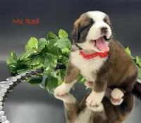 Red Collar, a female Bernese Mountain Dog and Saint Bernard for sale in Columbus, US – Photo 8 of 10