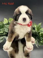 Red Collar, a female Bernese Mountain Dog and Saint Bernard for sale in Columbus, US – Photo 10 of 10