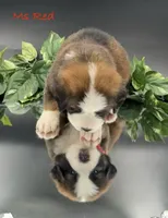 Red Collar, a female Bernese Mountain Dog and Saint Bernard for sale in Columbus, US – Photo 9 of 10