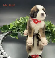 Red Collar, a female Bernese Mountain Dog and Saint Bernard for sale in Columbus, US – Photo 5 of 10