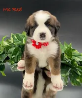 Red Collar, a female Bernese Mountain Dog and Saint Bernard for sale in Columbus, US – Photo 1 of 10