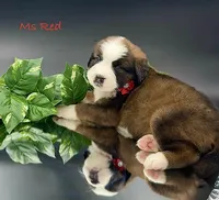 Red Collar, a female Bernese Mountain Dog and Saint Bernard for sale in Columbus, US – Photo 7 of 10