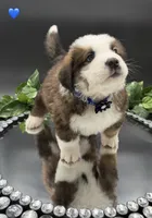 Dark Blue Collar, a male Bernese Mountain Dog and Saint Bernard for sale in Columbus, US – 6 of 10