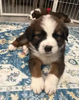Black Collar, a female Bernese Mountain Dog and Saint Bernard for sale in Columbus, US – 8 of 9