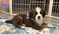 Purple Collar, a female Bernese Mountain Dog and Saint Bernard for sale in Columbus, US – 2 of 8