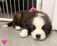 Pink Collar, a female Bernese Mountain Dog and Saint Bernard for sale in Columbus, US – 7 of 8