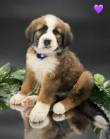 Purple Collar, a female Bernese Mountain Dog and Saint Bernard for sale in Kingston, OH – 1 of 10